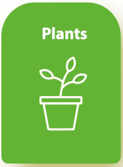 Plants