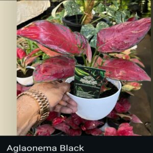 Aglaonema - Image 3