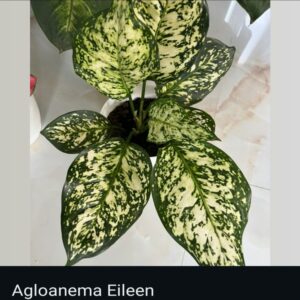 Aglaonema - Image 4