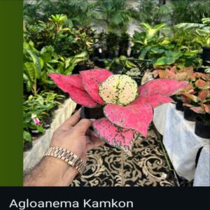 Aglaonema - Image 5