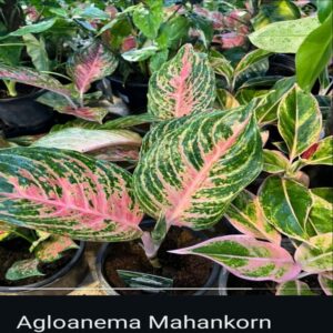 Aglaonema - Image 6