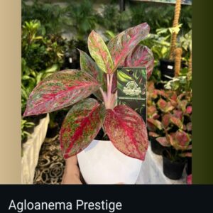 Aglaonema - Image 7