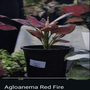 Aglaonema - Image 8