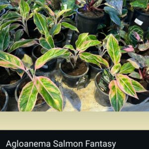 Aglaonema - Image 9