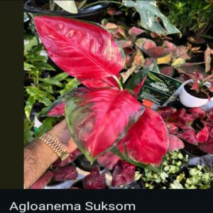 Aglaonema - Image 10