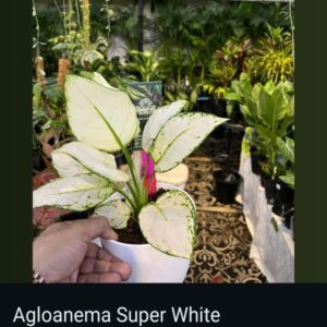 Aglaonema - Image 11