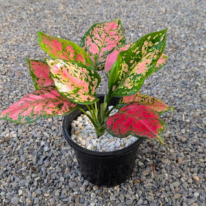 Aglaonema