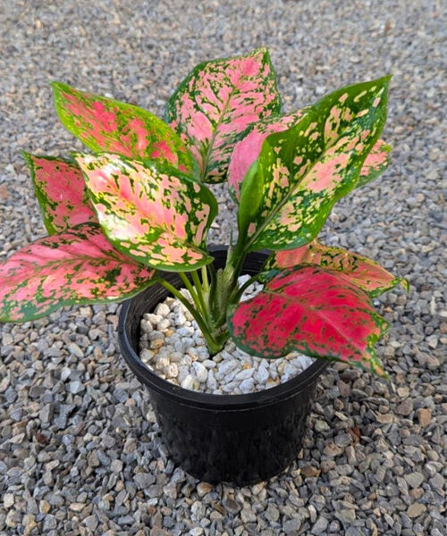 Aglaonema