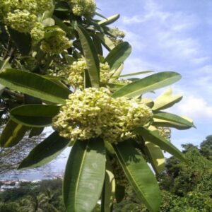 Alstonia