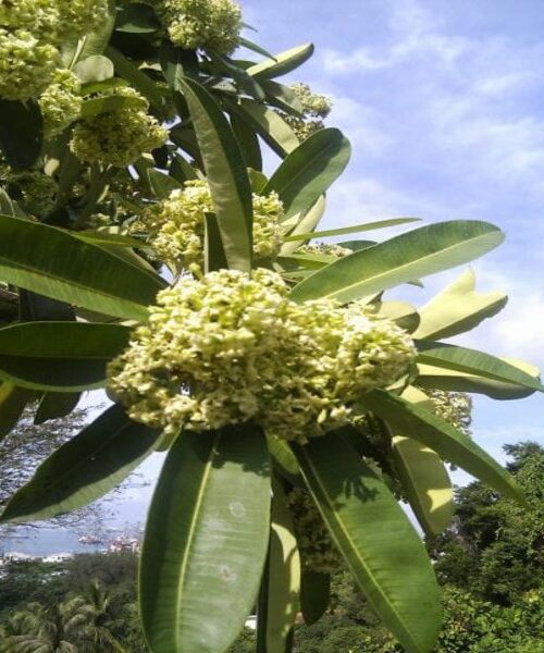 Alstonia