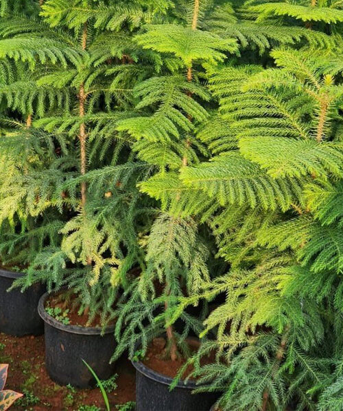 Aurokeria