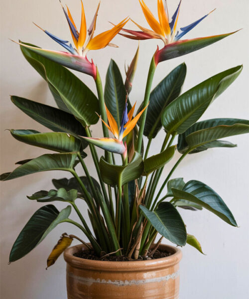 Bird of Paradise