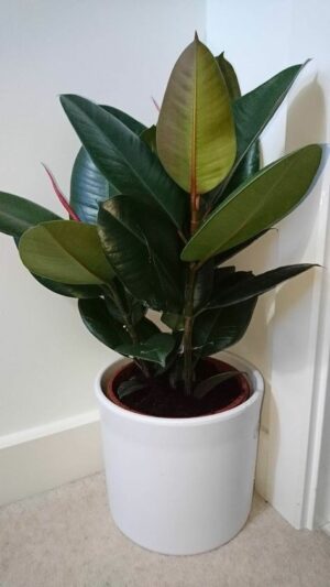 Green Rubber plant