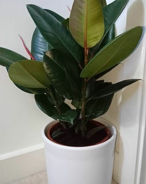 Green Rubber plant