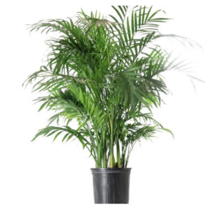 Cat palm