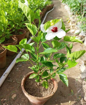 China Rose