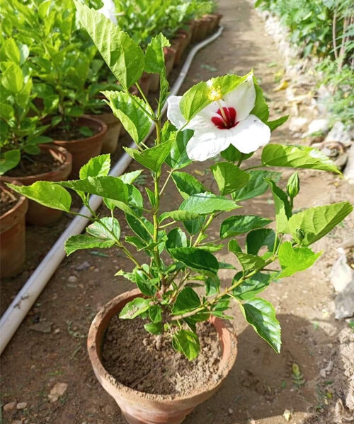 China Rose