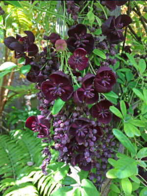 Chocolate vine
