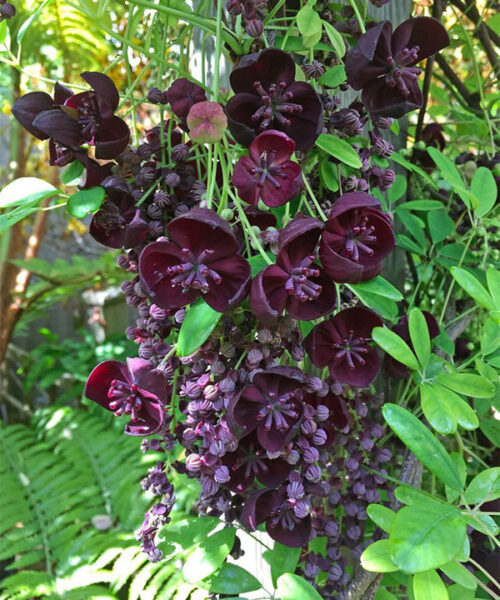 Chocolate vine