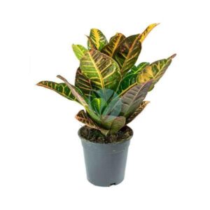 Croton