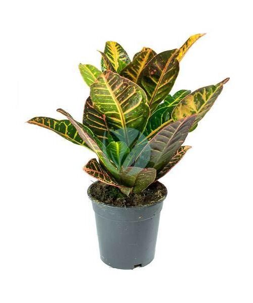 Croton