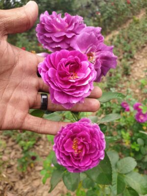 English Roses - Image 3