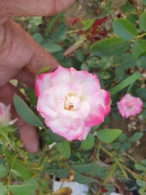 English Roses - Image 2