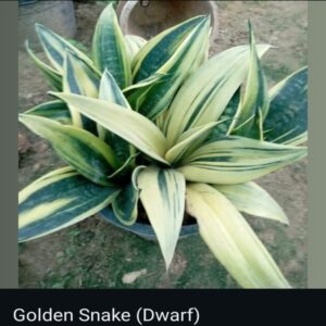 Snake plants - Image 2