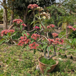 PLUMERIA - FRANGIPANI - GUL-E-CHEEN