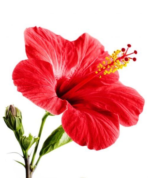 Hibiscus