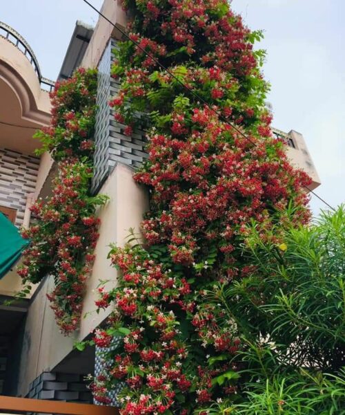 Flowering Vines