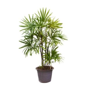 Lady palm