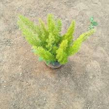 Marry Spara grass