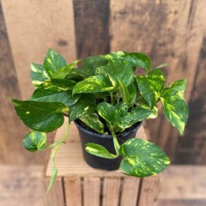 Money plant