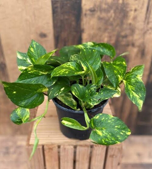 Money plant