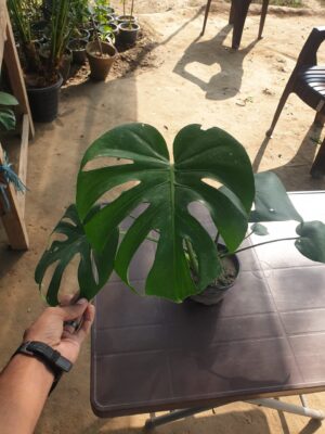 Monstera - Image 3