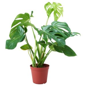 Monstera - Image 4