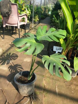 Monstera - Image 5