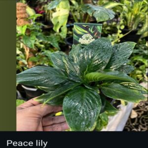 Peace lilly - Image 2