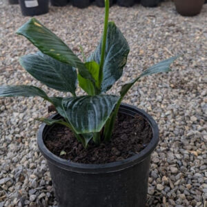 Peace lilly
