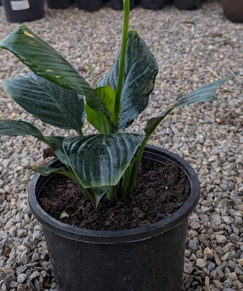Peace lilly