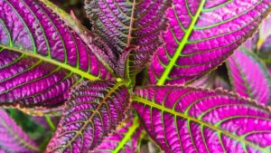Persian shield