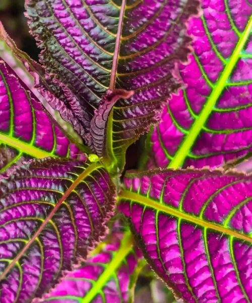 Persian shield