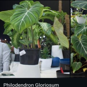 Philodendron - Image 4