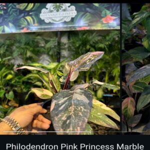 Philodendron - Image 5