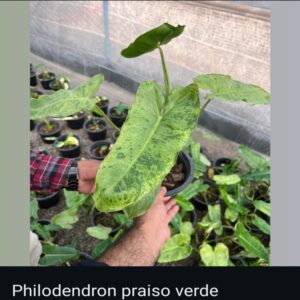 Philodendron - Image 6