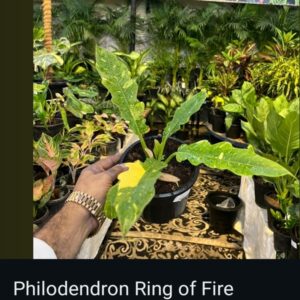 Philodendron - Image 7