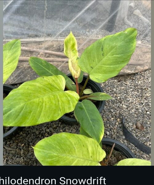 Philodendron