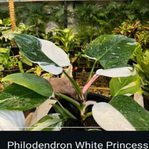 Philodendron - Image 2