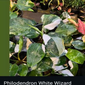 Philodendron - Image 3